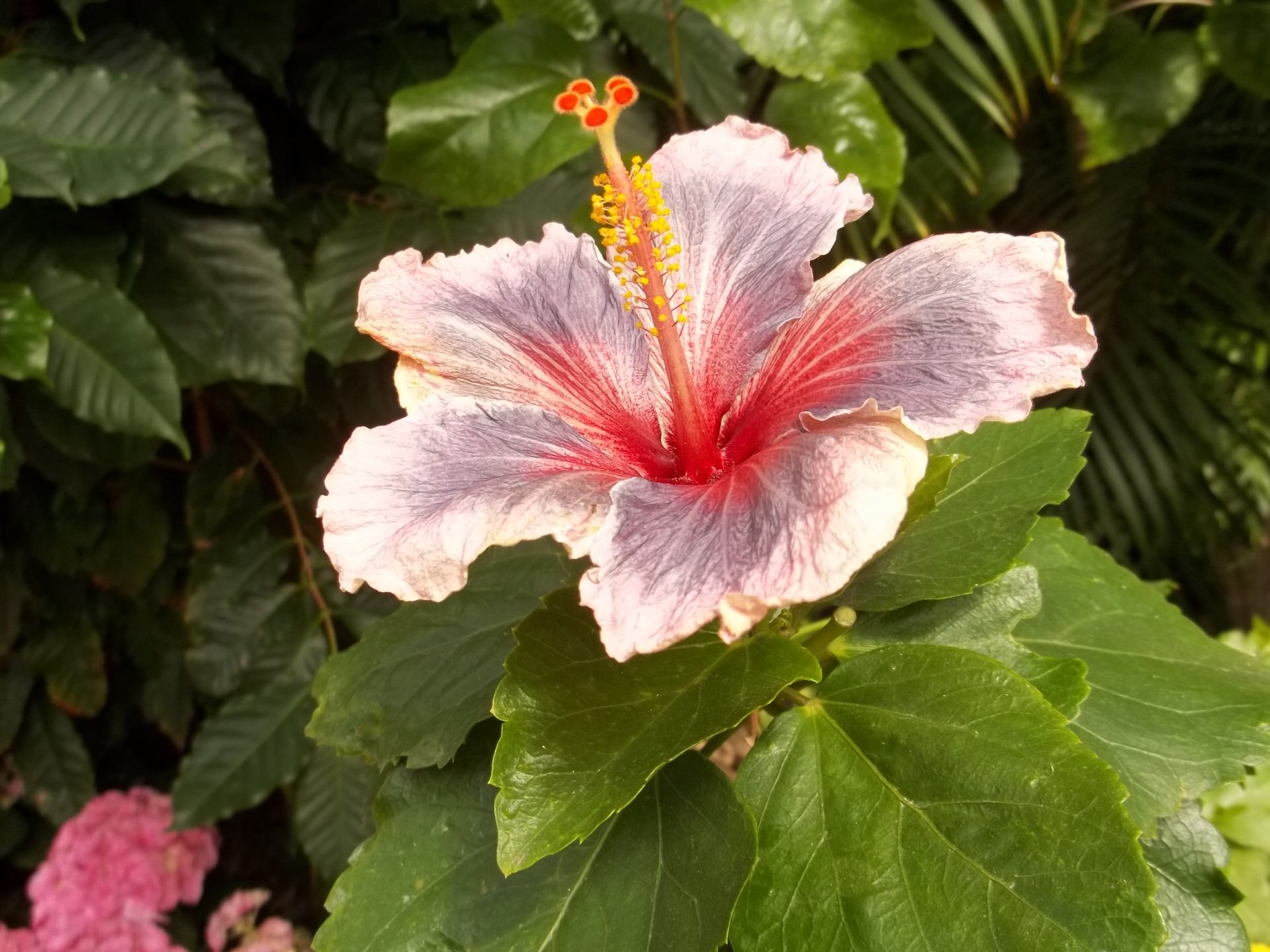Photo of a flower taken by Wendy C. at the Buffalo and Erie County Botanical Gardens