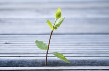 Sprig growing through sidewalk