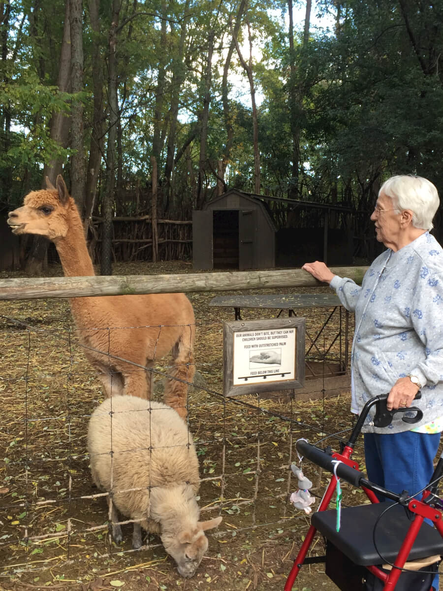 Woodcrest Commons resident Norene Hogan with an Alpaca 