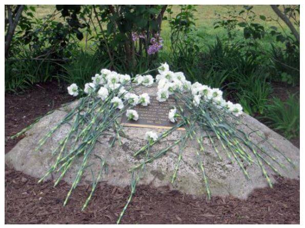 White carnations placed on a memorial plaque in the Remember Garden