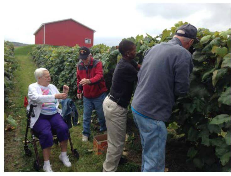 Woodcrest Commons residents Norene Hogan, Fred Recchio, Activities Assistant London-Paris Sanders, and Tom Armstrong pick grapes in Naples. 