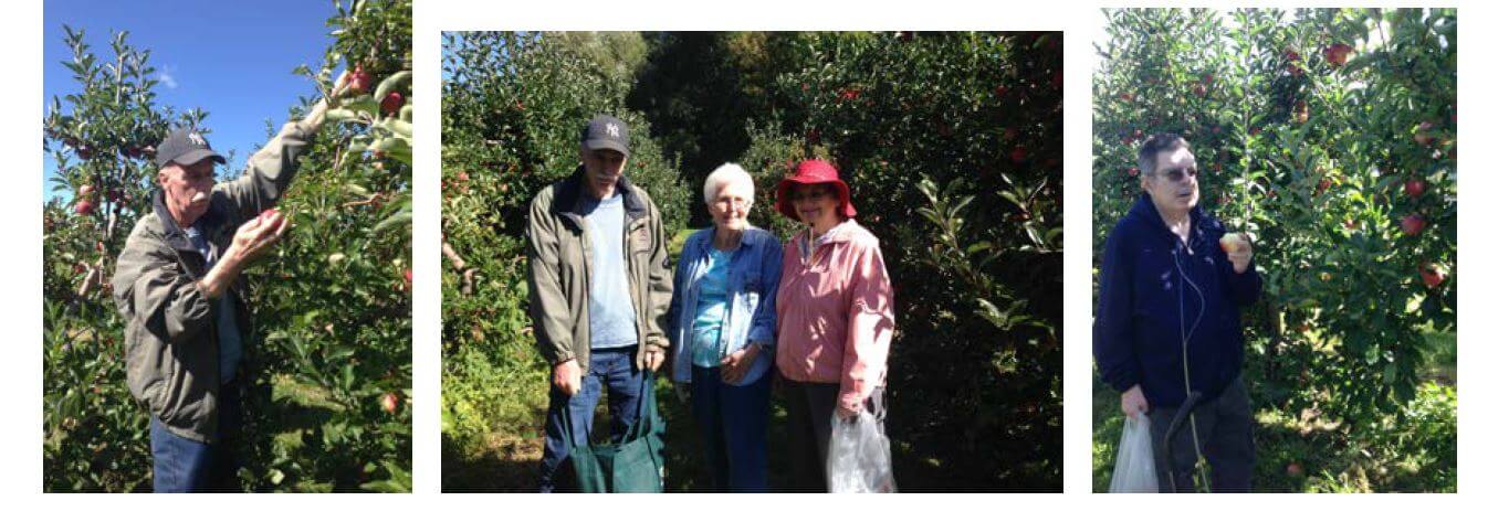 Woodcrest Commons residents Tom Armstrong, Joanne Hackett, Roseanne Bourne and Doug Kurlan picking apples at Green Acres Farm in Greece NY