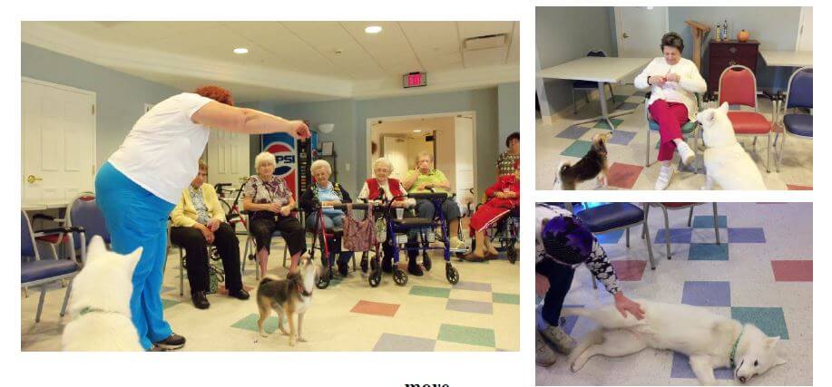Therapy dogs playing with residents at westwood Commons