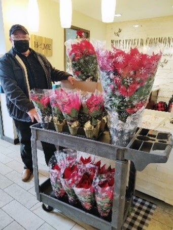 Red poinsettias