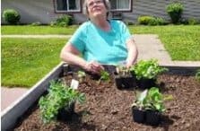 An older woman wearing glasses and a light blue shirt is gardening in a raised garden bed outside, with a building and lawn in the background under a partly cloudy sky.