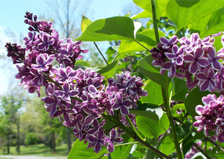 Purple lilacs in Highland Park in Rochester